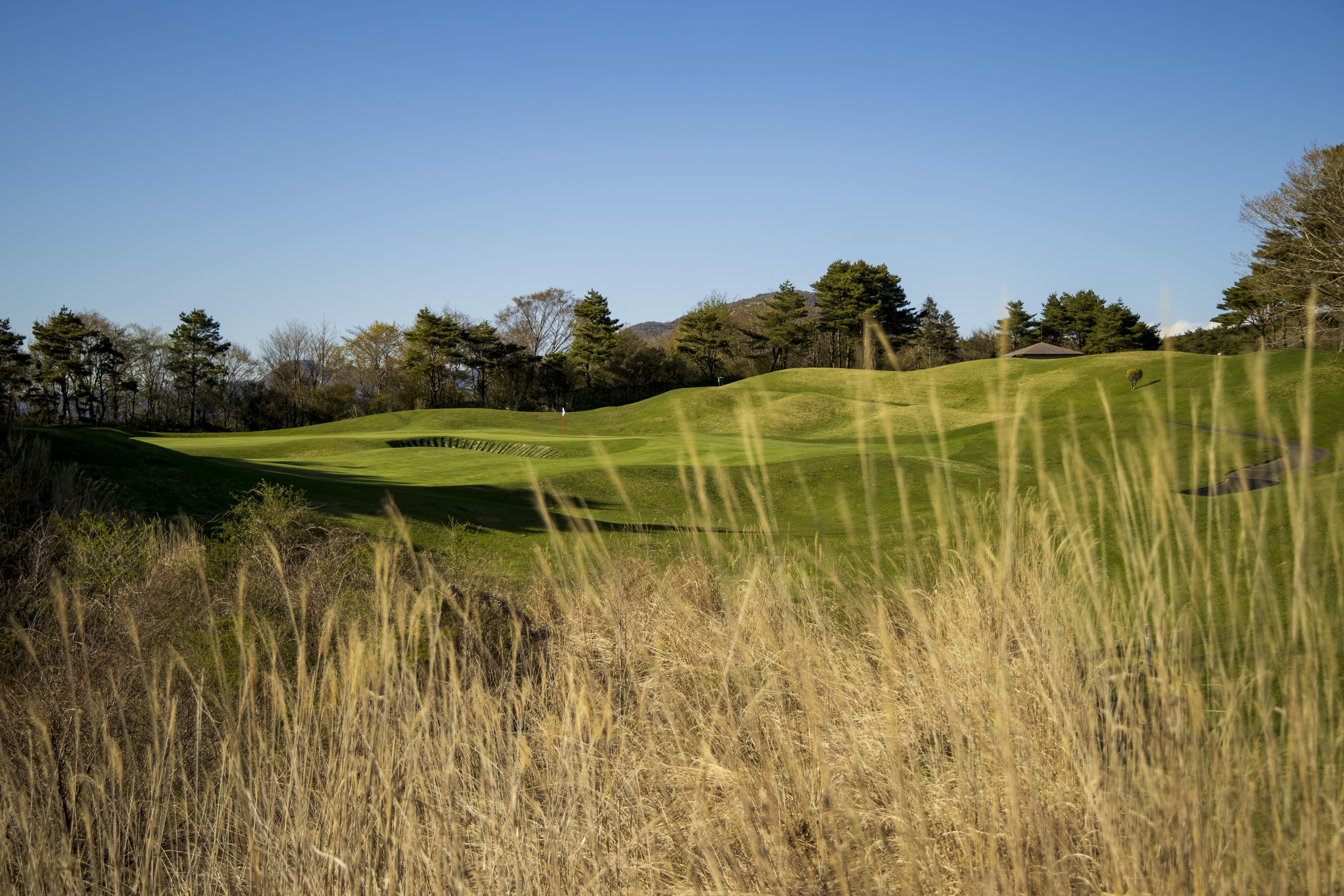 Fairway and green seen through golden autumn grasses