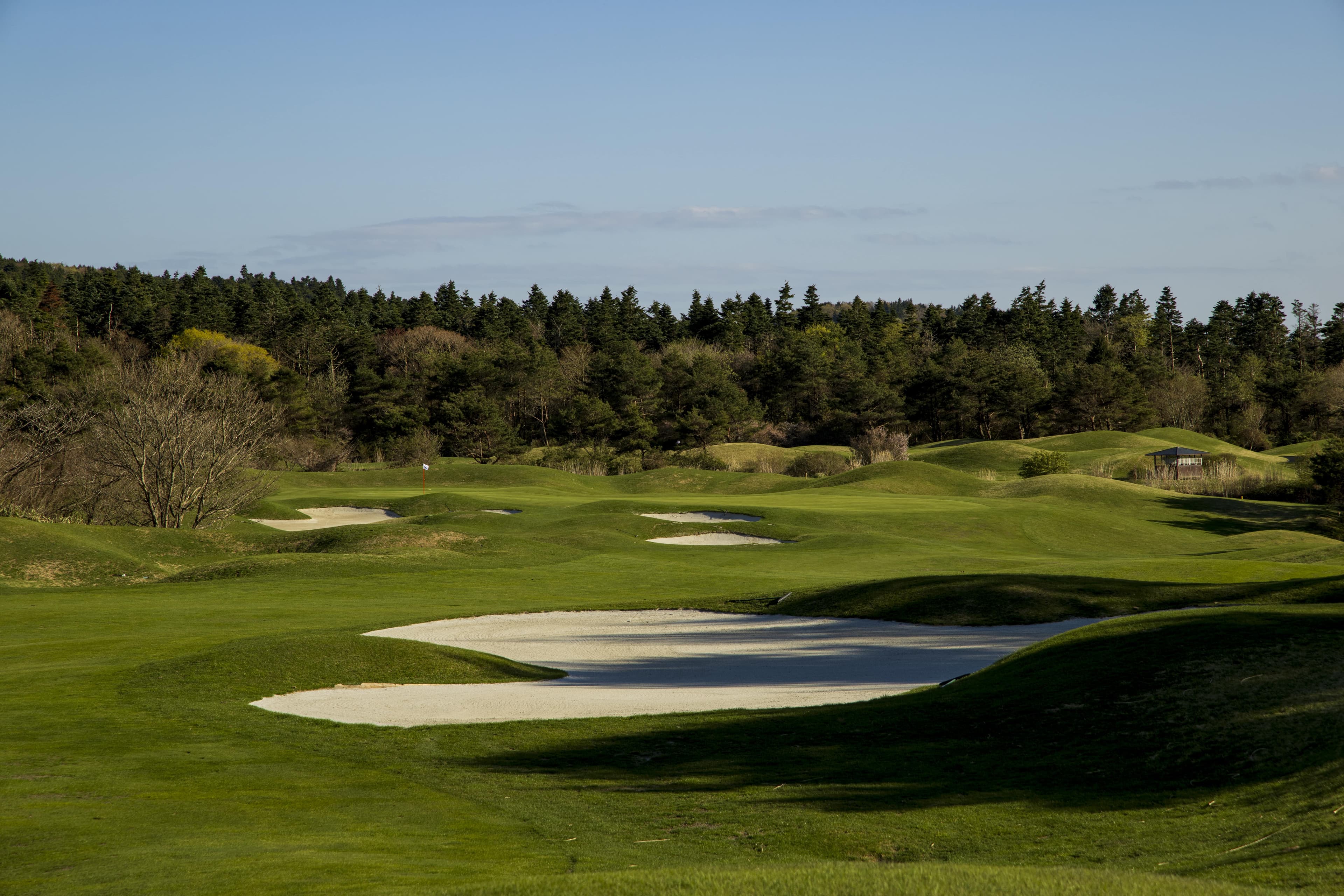 Sprawling white sand bunkers framed by dense forest